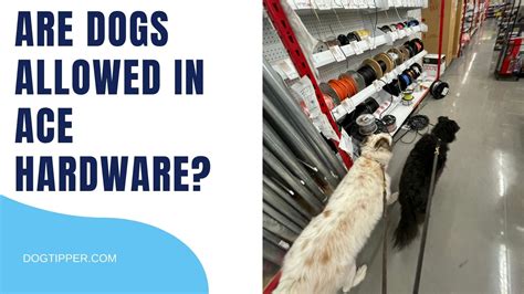 Can You Bring Dogs into Ace Hardware? Exploring the Unlikely Connection Between Pets and Home Improvement