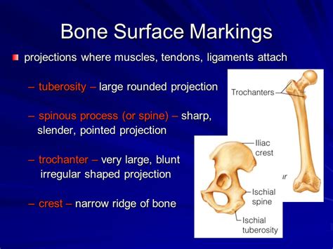 Which of the following bone markings is a projection? And why do some bones seem to have more personality than others?